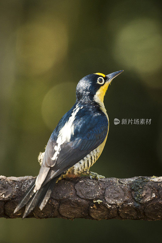 黄额啄木鸟(Melanerpes flavifrons)